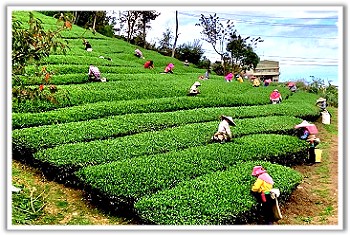 觀霧民宿．森悅雲海民宿