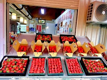 大湖採草莓‧九九九草莓園