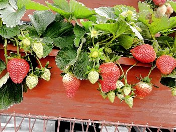 大湖採草莓‧九九九草莓園