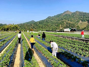 大湖採草莓‧九九九草莓園