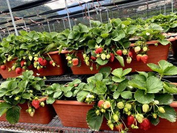 大湖採草莓‧九九九草莓園