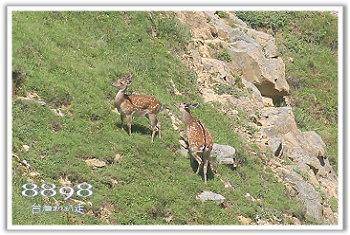 馬祖民宿網-馬祖民宿藍眼淚